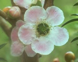 Peach Flowered Tea Tree