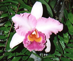 Orchid Queen