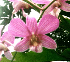 Pink Orchid