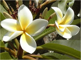 Frangipani