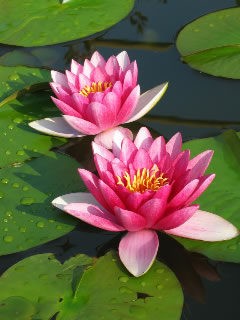 Water-Lily