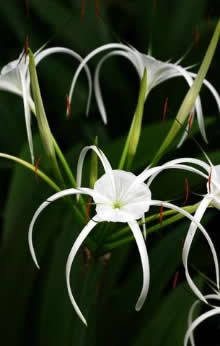 White Spider Lily