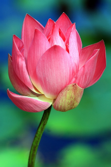 Pink Lotus